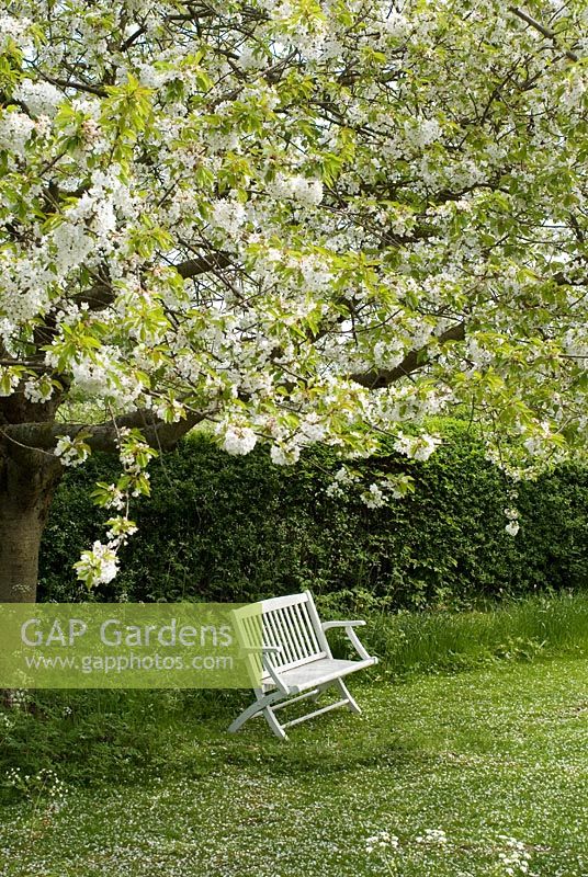 Prunus avium - 37 year old common wild cherry tree in blossom at the beginning of May with a white wooden bench - Gowan Cottage, Suffolk