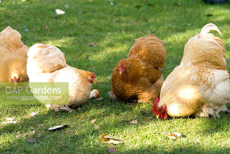 Buff Pekin bantams - 3 hens and a cockeral on the lawn in April at Gowan Cottage