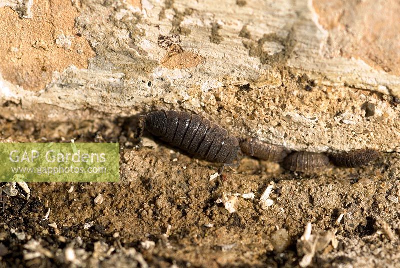 Oniscus asellus - Woodlouse with smaller woodlice by a brick wall
