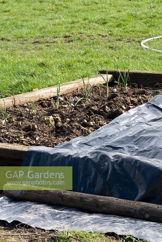 Raised beds made from railway sleepers with Garlic growing in soil that has been improved with well rotted horse manure. The bed is partly covered by a plastic sheet to keep the soil dry and warm for planting potatoes in April - Valley Farm House, Cambridgeshire