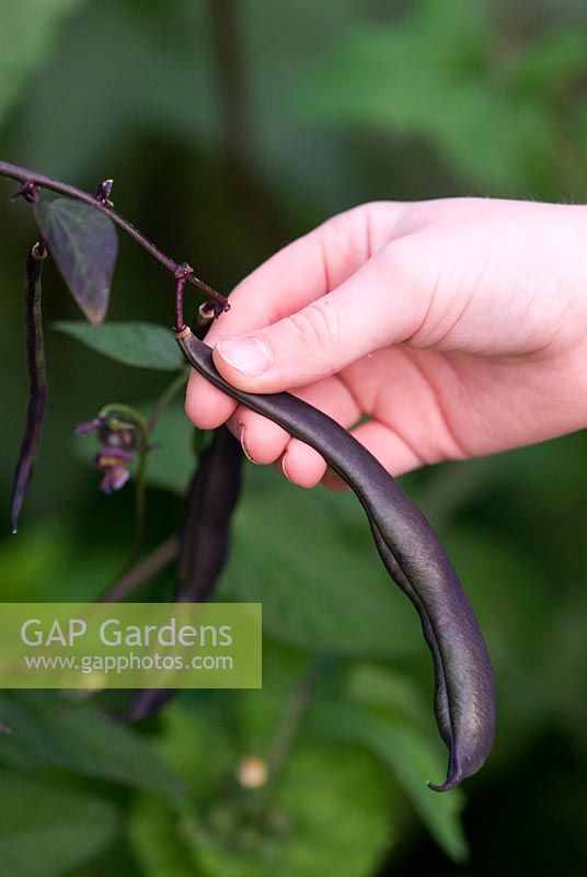Phaseolus vulgaris 'Trionfo Violetto' - Purple Climbing French bean being picked and harvested by a childs' hand in late July in the organic vegetable garden at Gowan Cottge, Suffolk