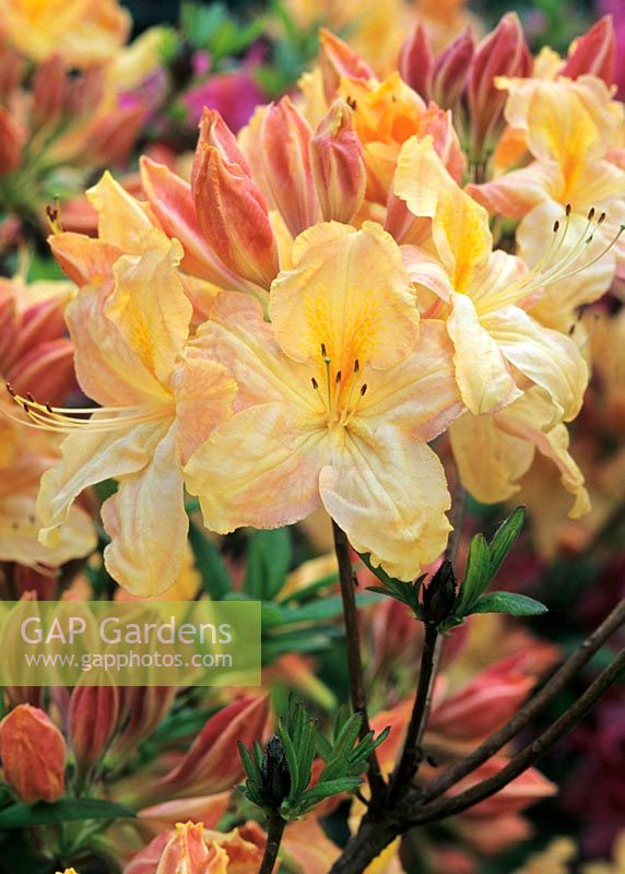 Rhododendron 'Windsor Golden Nugget'