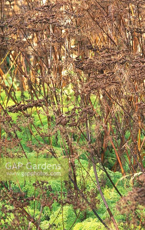 Brown seedheads of Ligusticum lucidum with bright green of next year's plants below
