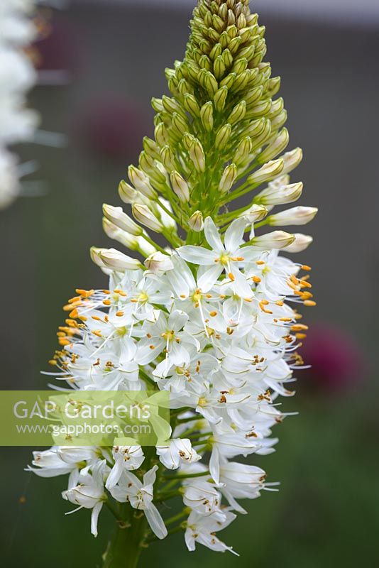 Emerging flowers of Eremurus himalaicus -  Himalayan Foxtail Lily