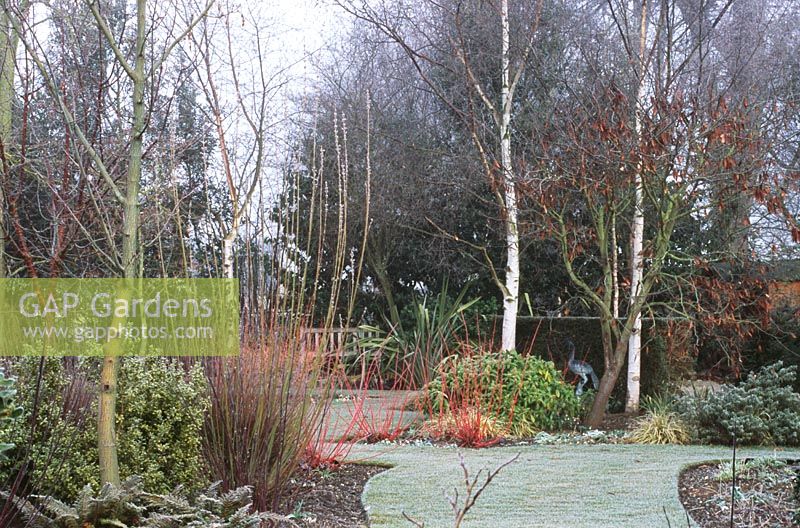 Frosty morning view - Cornus alba 'Westonbirt', Prunus serrula, Cercis siliquastrum, Cornus alba 'Kesselringii' 