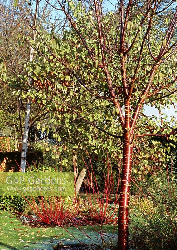 Prunus serrula, Cercis siliquastum, Skimmia and Betula utilis jacquemontii Cornus alba 'Westonbirt'