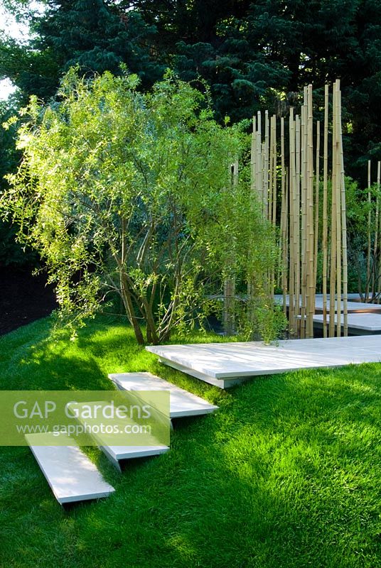 Stone steps leading up a grassy bank and through a raised pool bordered by Maytenus boaria and decorative bamboo poles - Garden - Studio LassoGarden in the Silver Moonlight, Sponsors - Royal Palm Residences Seychelles, Urban Regenerate Association of NiigataSupported by - The Great Britain Sasakawa Foundation,The Japan Society