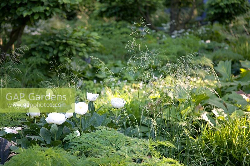 White peonies among leafy undergrowth in The Laurent-Perrier Garden, Design - Tom Stuart-Smith, Sponsor - Laurent-Perrier - Gold Medal Winners at Chelsea Flower Show 2008