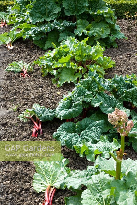 Mixed bed of heritage varieties of Rhubarb with cut stems on soil - 'Hawkes Champagne', 'Cawood Surprise', 'Bakers All Season' and 'Fenton special'