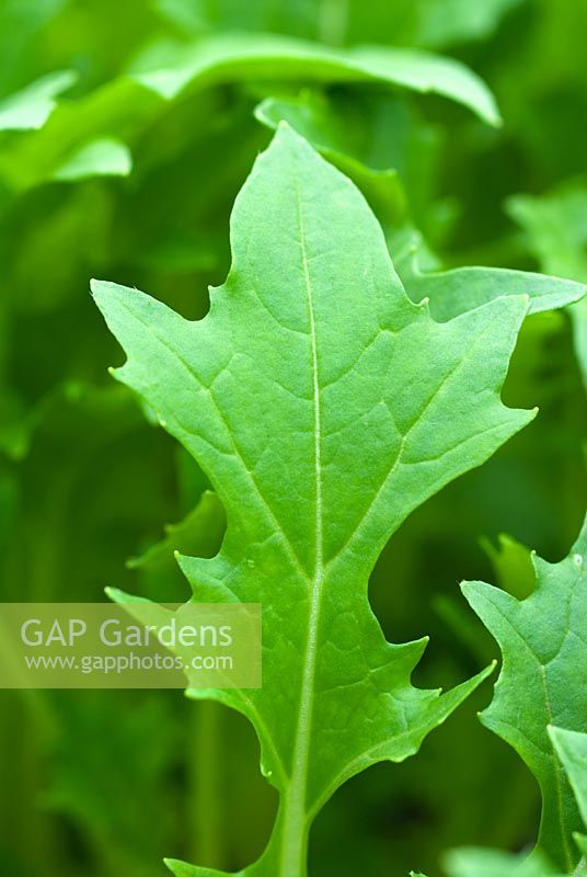 Brassica rapa var. japonica 'Japanese greens' - Baby leaf Mizuna 'Waido'