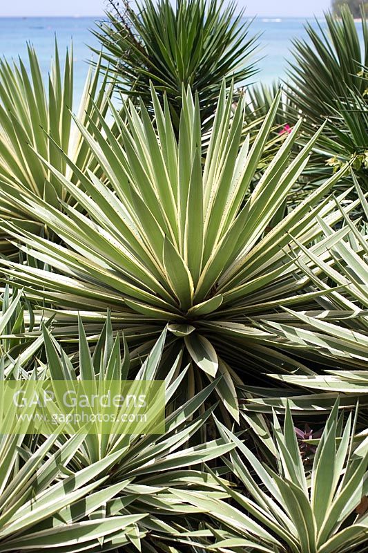 Yucca plants, West Indies