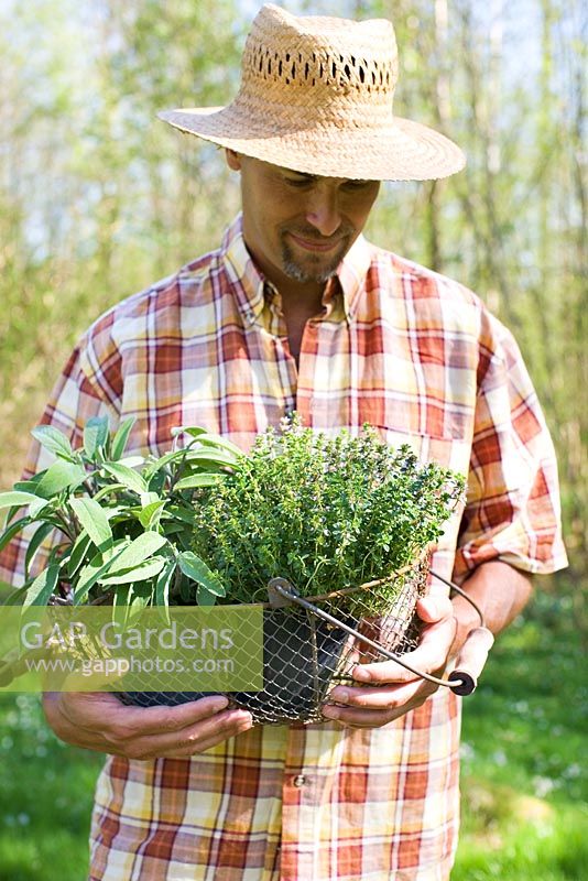 Man holding basket with herbs - Salvia and Thymus
