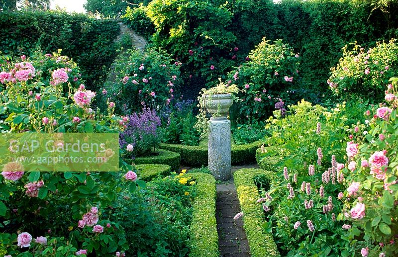 Edwardian knot garden with old fashioned Roses - Alderley Grange, Gloucestershire