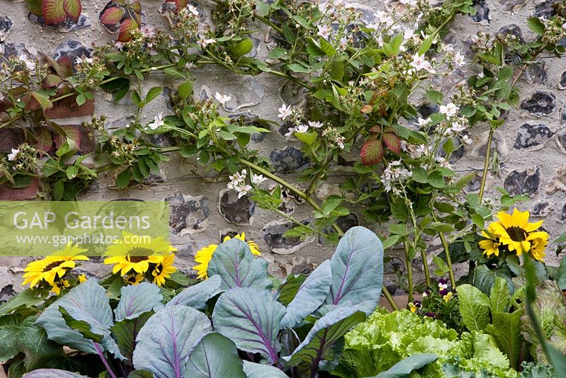 Sunflowers, cabbages and lettuce with fruit canes behind. Garden - Dorset Cereals Edible Playground, Design - Nick Williams-Ellis, Sponsor - Dorset Cereals - Best Courtyard Garden, Gold Medal Winners