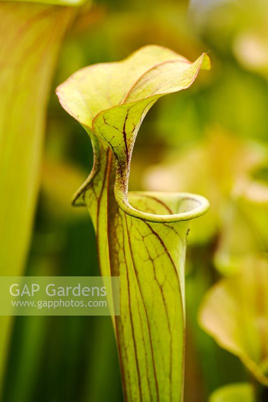 Sarracenia flava 'Copper Lid' - Yellow Pitcher plant