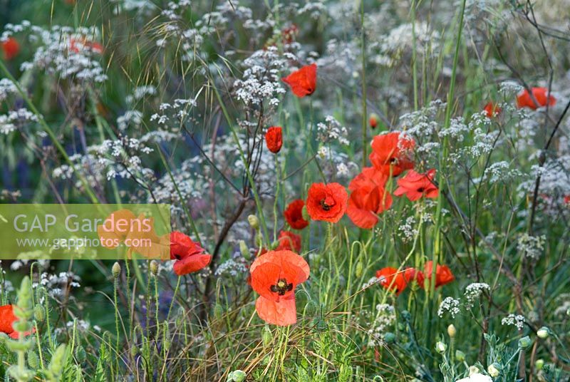 Papaver rhoeas, Anthriscus sylvestris 'Ravenswing' - plant combination at The Largest Room in The House, Contractor Leeds City Council, Sponsors - GMI Property Company, The Royal British Legion, Toc H - RHS Chelsea Flower Show