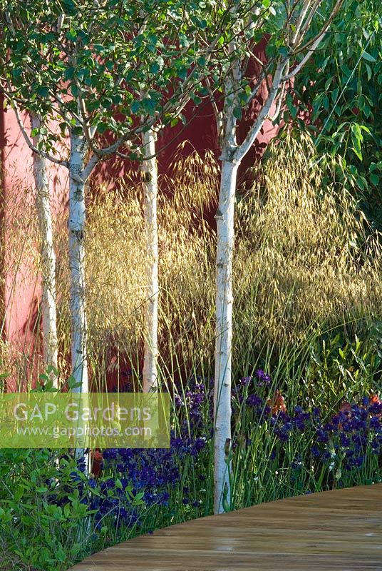 Betula 'Himalayan Birch' and Stipa gigantea growing between raised wooden path and painted wall at The Lloyds TSB Garden, Design Trevor Tooth, Sponsor LLoyds TSB - Chelsea Flower Show 2008
