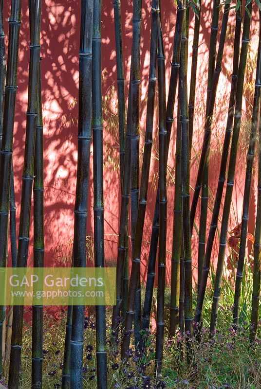 Bambusa phyllostachys nigra - Bamboo against a painted red wall at The Lloyds TSB Garden, Design Trevor Tooth, Sponsor LLoyds TSB - Chelsea Flower Show 2008
