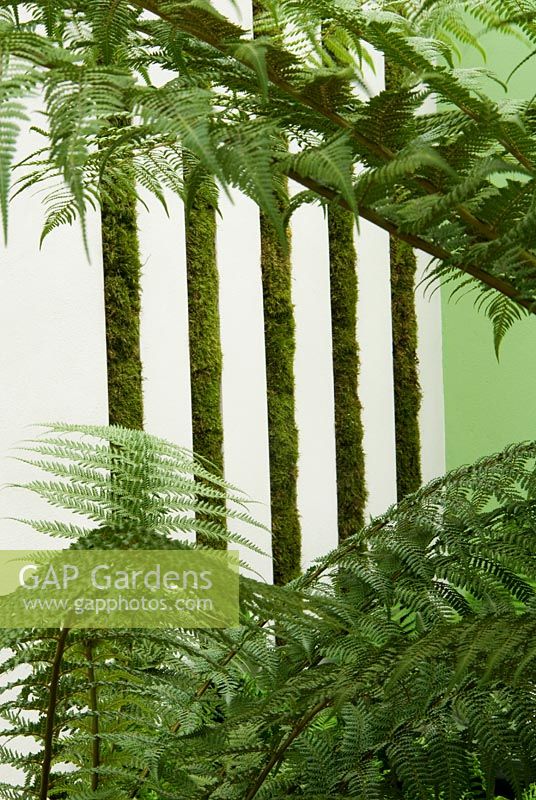 Courtyard garden with ferns and vertically planted moss. Garden - Foreign and Colonial's Tempest in a Teapot, Design - Thomas Hoblyn, Sponsor - F and C Investment Trust, Gold Medal Winners
