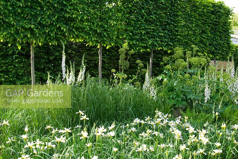 Pleached Hornbeam hedge planted with Digitalis and Iris in The Reflective Garden, Design - Clare Agnew Design, Sponsor - Ruffer LLP
