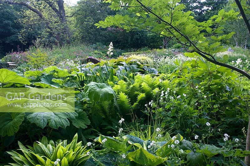 Shade loving plants in border - Hosta, Astrantia major, Rheum 'Rodgersia' and Gunnera 