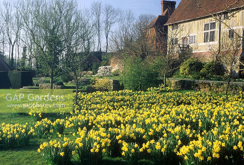 Spring Narcissus en masse - Christopher Lloyd's, Great Dixter, Sussex