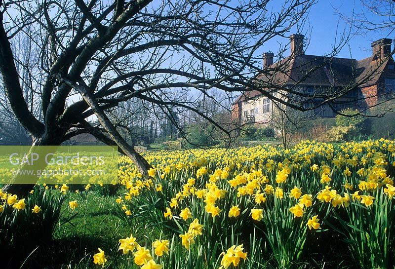 Spring Narcissus en masse - Christopher Lloyd's, Great Dixter, Sussex