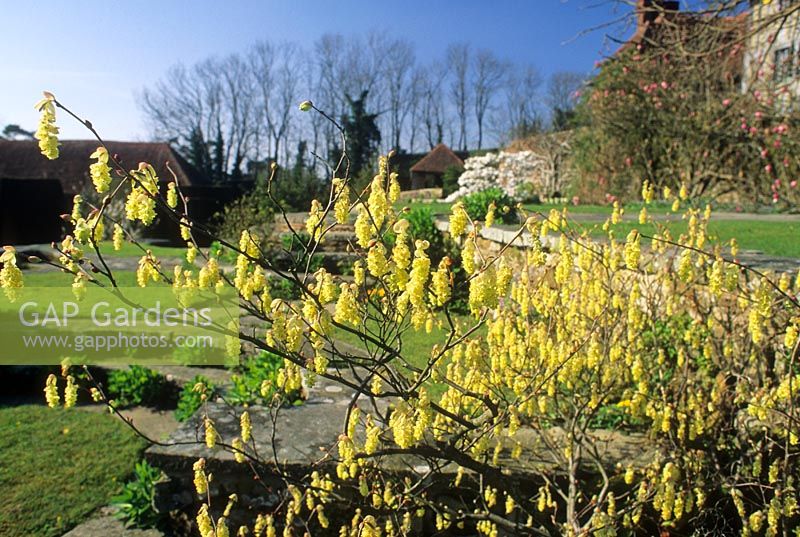 Spring at Christopher Lloyd's garden, Great Dixter, Sussex
