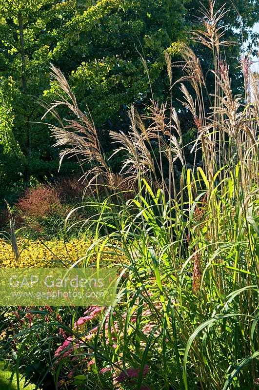 Early Autumn garden with ornamental grasses