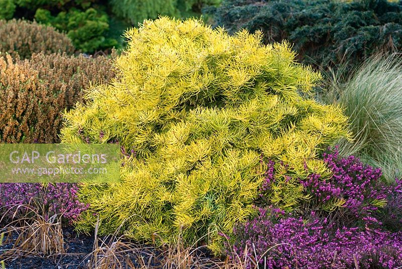 Abies concolor 'Wintergold'and Erica carnea 'Rosantha
 