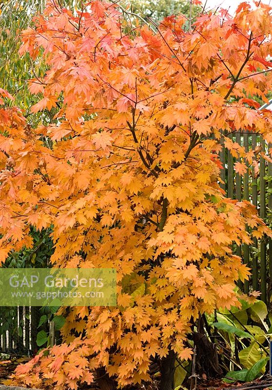 Acer japonicum 'Vitifolium' - Autumn foliage in October
