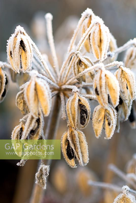Frosty Agapanthus 'Premiere' seedheads in November 