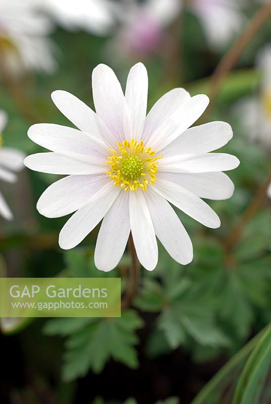 Anemone blanda 'White Splendour' - Greek Windflower