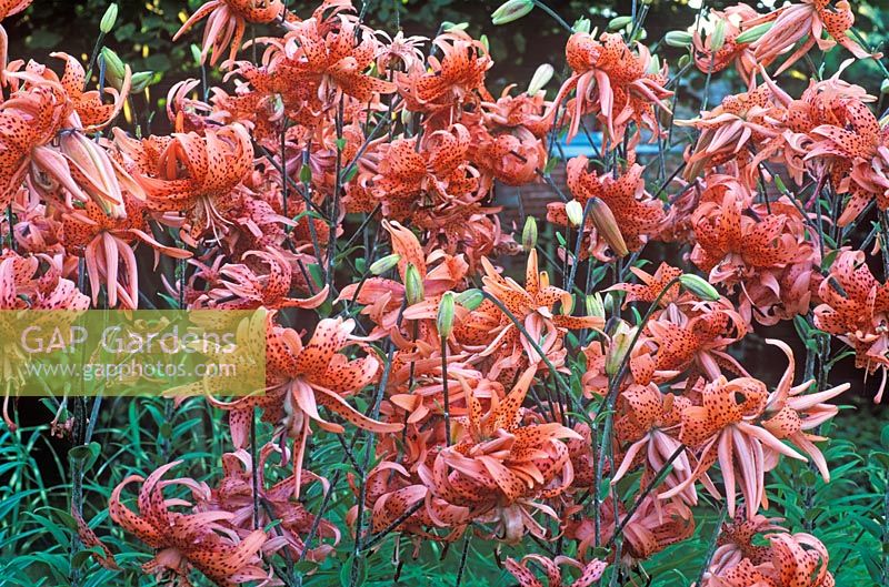 Lilium lancifolium 'Flore Pleno' - Tiger Lily