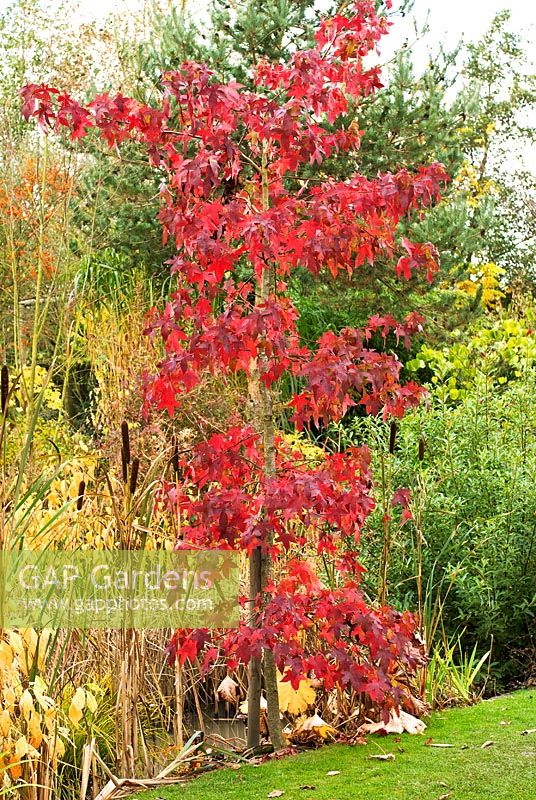 Autumn foliage on young Liquidambar styraciflua 'Festival' - Sweetgum Tree