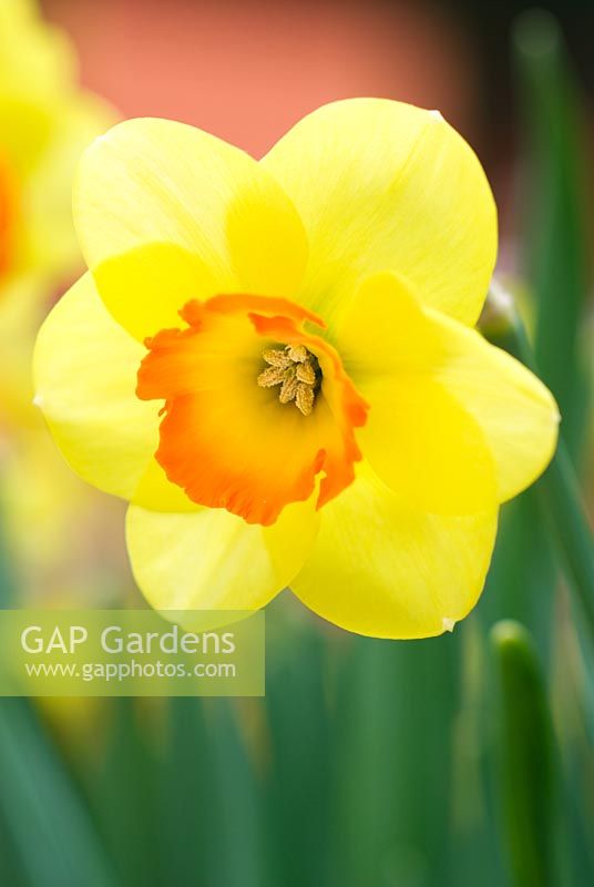 Narcissus 'Bantam' - Daffodil