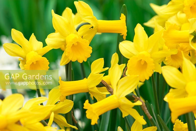 Narcissus 'Peeping Tom' - Daffodils
