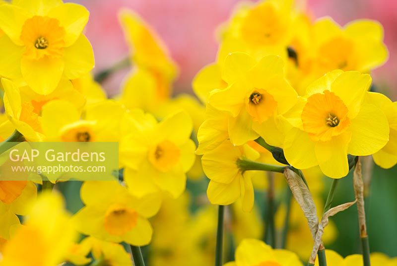 Narcissus 'Suzy' - Daffodils