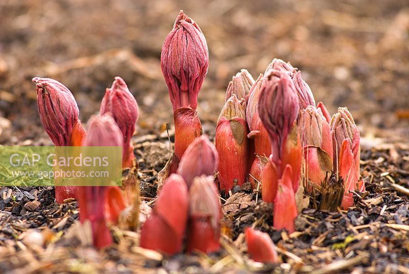 New shoots of Paeonia obovata 'Grandiflora' in February