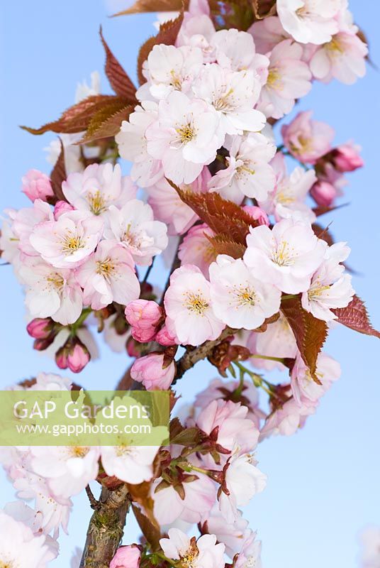 Prunus 'Matsumae-hana-miyako' - Cherry blossom