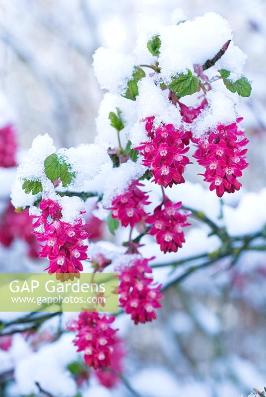 Ribes sanguineum - Flowering Currant with snow