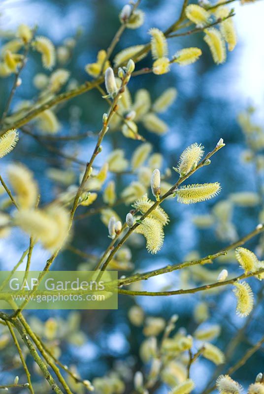 Salix hookeriana - Willow with catkins