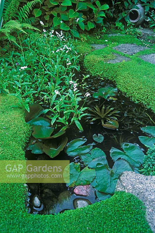 Small garden pond with Soleirolia soleirolii and Nymphaea