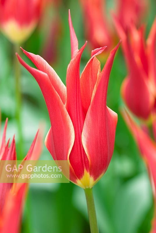 Tulipa 'Aladdin' - Lily Flowered Group