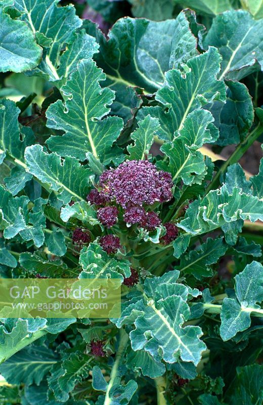 Brassica - Purple sprouting brocolli