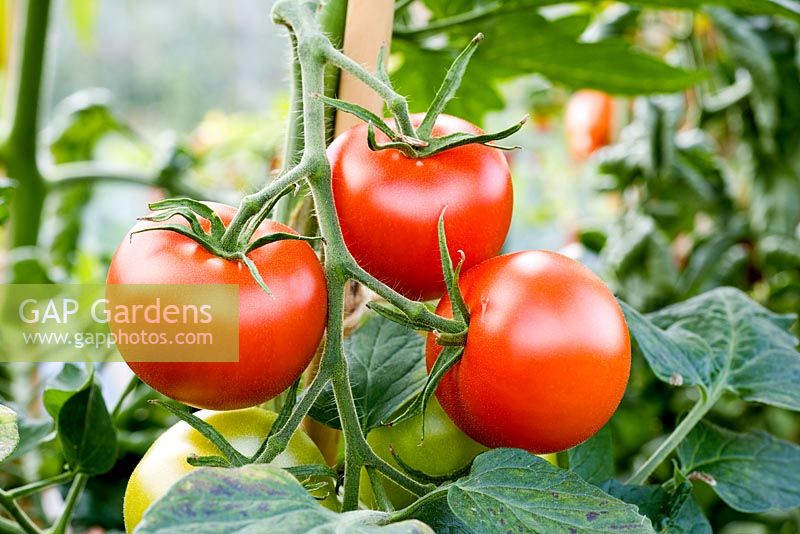 Lycopersicon esculentum 'Shirley' - A medium round Tomato variety bred for resistance to Tomato leaf blight