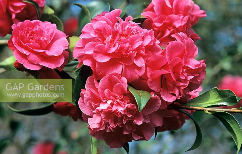 Camellia 'Tristrem Carlyon' 