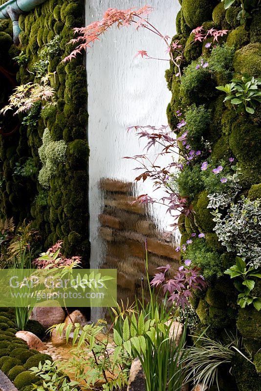 Glass water feature with partial wall behind. Moss-covered walls to either side. dwarf Acer palmatum cultivars growing in raised bed and from walls - The Green Door, Design - Kazuyuki Ishihara
