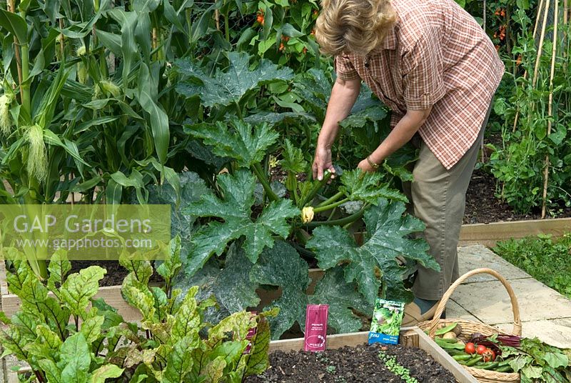 Woman cutting courgette in raised bed