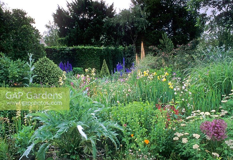 Border with Cynara, Buxus, Allium, Delphinium, Eremurus, Crambe, Achillea,  Penstemon and Iris - Docwra's Manor Shepreth Cambridgeshire